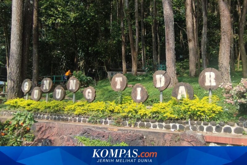 Imbas Pohon Tumbang Memakan Korban, Gunung Tidar Magelang Tutup Sementara